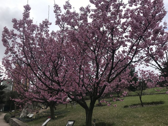 İstanbul'da sakura zamanı  -4