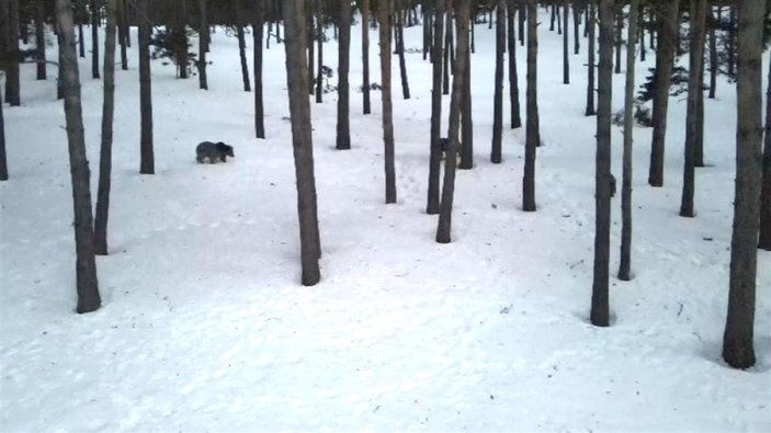 Sarıkamış'ta, ayılar kış uykusundan uyandı -7