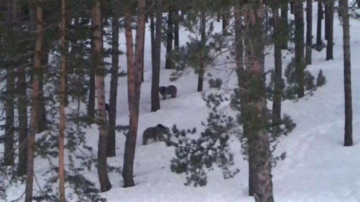 Sarıkamış'ta, ayılar kış uykusundan uyandı -6