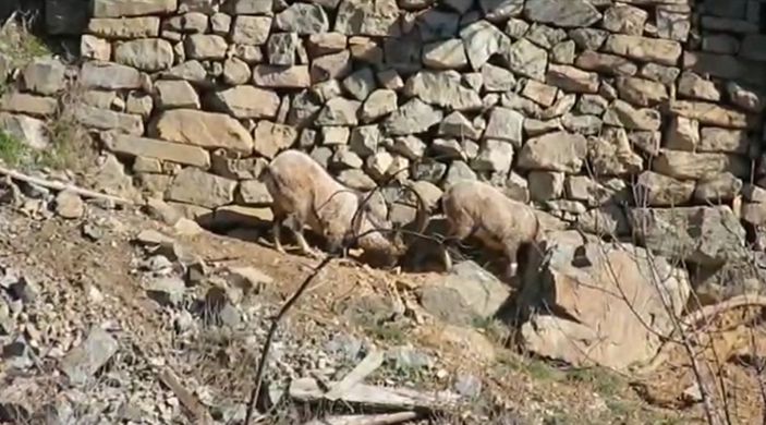 Artvin'de köye inen dağ keçileri görüntülendi -2
