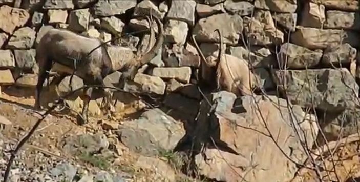 Artvin'de köye inen dağ keçileri görüntülendi -4