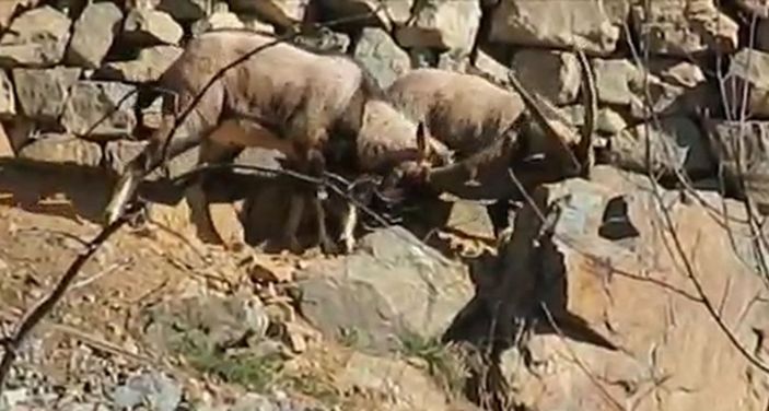 Artvin'de köye inen dağ keçileri görüntülendi -3