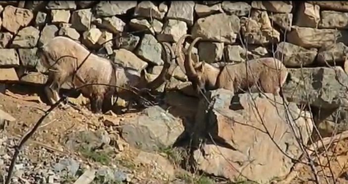 Artvin'de köye inen dağ keçileri görüntülendi -1