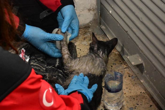Alevlerin arasına giren kadın ile kurtarmak istediği kedisi yaralandı -4