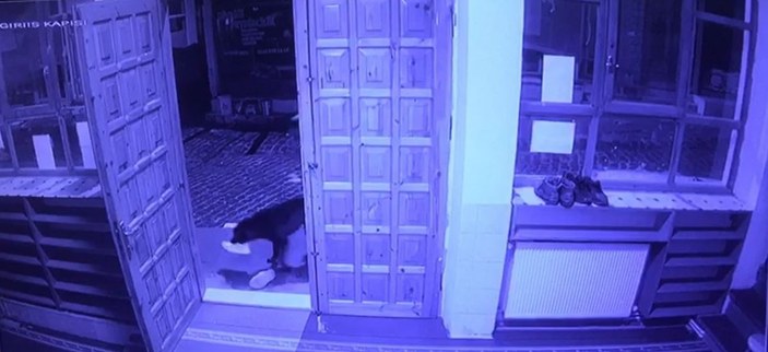 Sivas'ta camiden ayakkabı çalan köpek