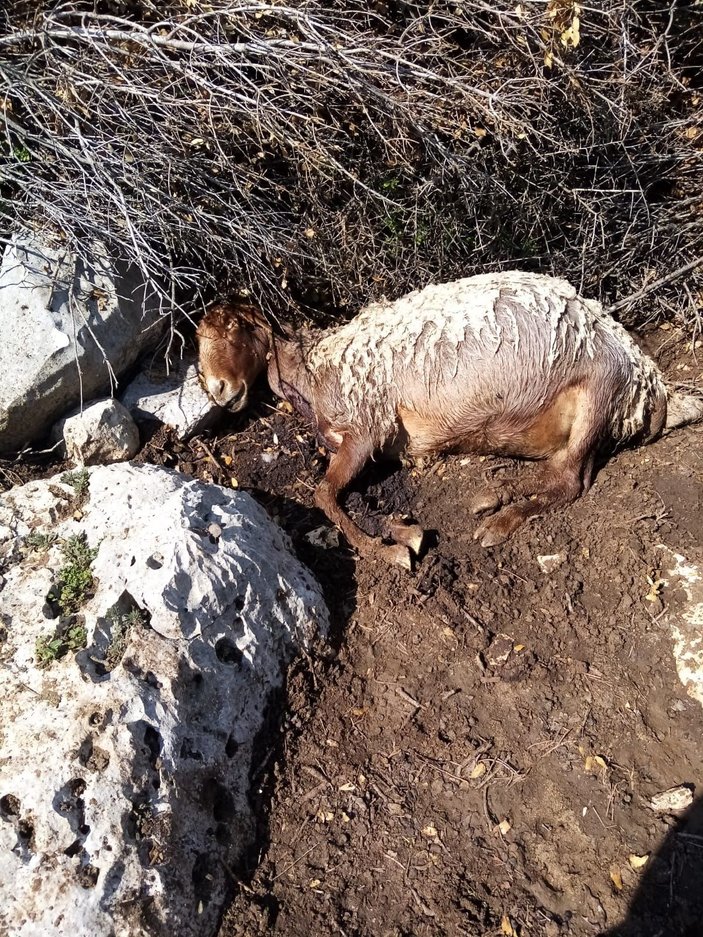 Ahıra giren köpekler, 3 koyunu telef etti -3