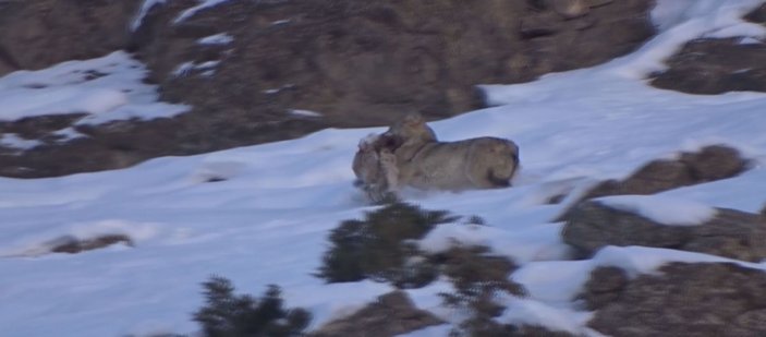 Kurdun dağ keçisi avı görüntülendi -1