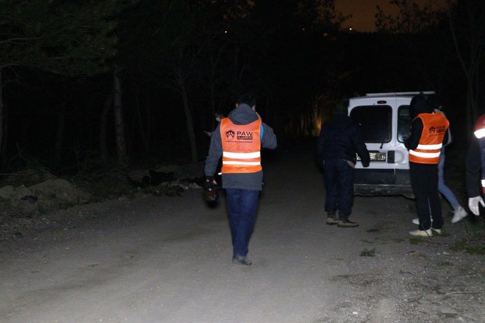 Ankara'da damar yolu açılmış 30 köpek ölüsü bulundu -4