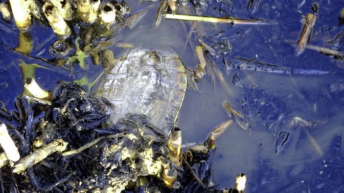 Van'da yanan sazlıktan geriye bu görüntüler kaldı -1