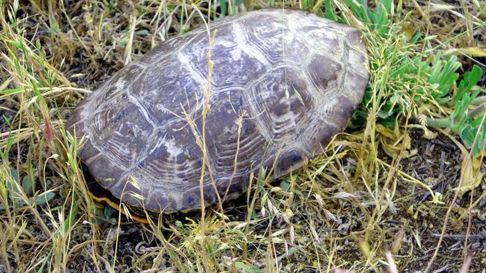Van'da yanan sazlıktan geriye bu görüntüler kaldı -10