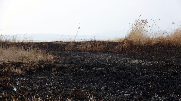 Van'da yanan sazlıktan geriye bu görüntüler kaldı -7