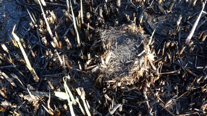 Van'da yanan sazlıktan geriye bu görüntüler kaldı -2