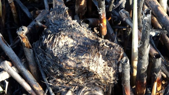 Van'da yanan sazlıktan geriye bu görüntüler kaldı -6