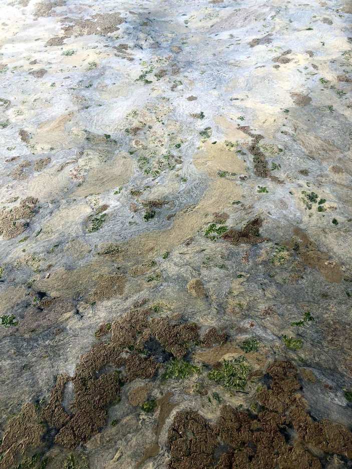 Gemlik sahili, plankton patlaması ile bembeyaz oldu -6