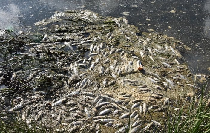 İnci kefali göçü sırasında ölümlere karşı su kanallarına boru döşendi -10