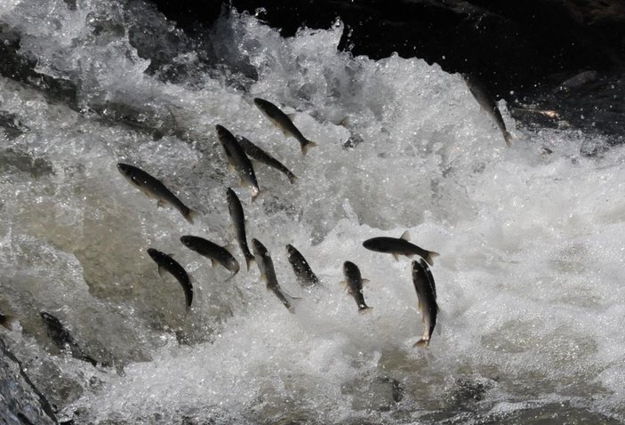 İnci kefali göçü sırasında ölümlere karşı su kanallarına boru döşendi -7