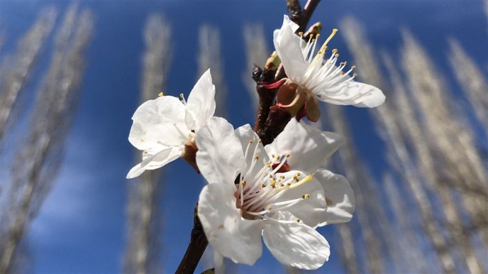 Kağızman'da çiçek açan kayısı ağaçları görsel şöleni -6