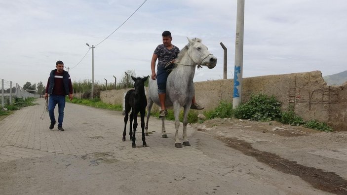 Kocagür köylülerinin geçim kaynağı rahvan atlar -5