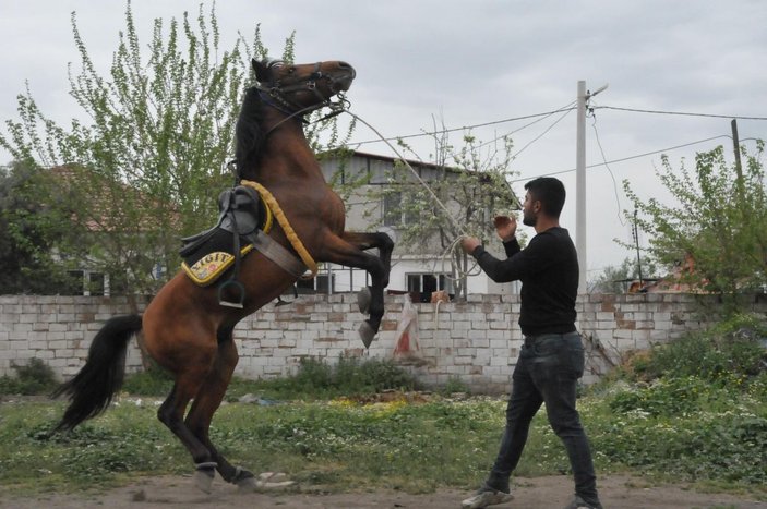 Kocagür köylülerinin geçim kaynağı rahvan atlar -3