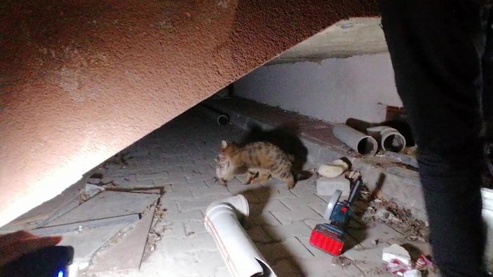 Yavru kedinin sıkıştığı yeri kedi sesi açarak buldular -7