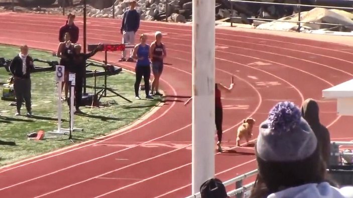 ABD’de tribünden atlayan köpek atletizm yarışmasını birincilikle bitirdi -3