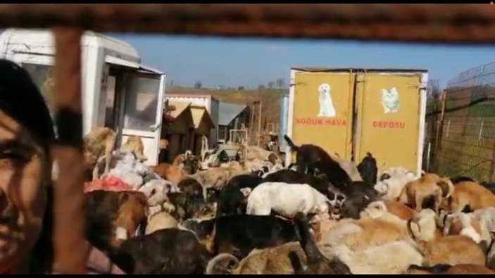 Uygunsuz koşullarda 250 köpeğin bulunduğu ruhsatsız barınak mühürlendi -3
