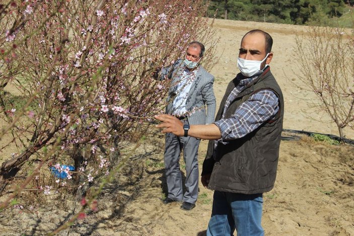 Meyve ağaçları, zararlılardan mavi leğenle kurtuldu -6