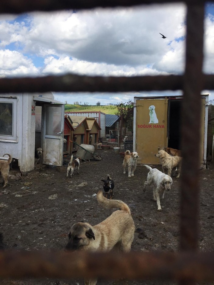 Uygunsuz koşullarda 250 köpeğin bulunduğu ruhsatsız barınak mühürlendi -6