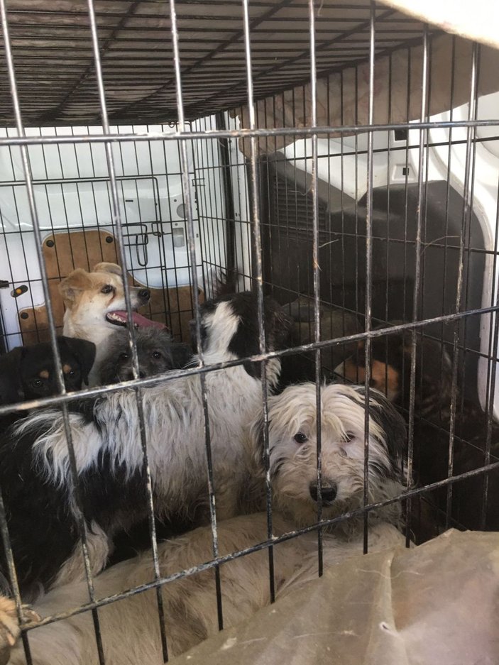Uygunsuz koşullarda 250 köpeğin bulunduğu ruhsatsız barınak mühürlendi -5