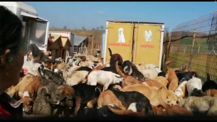 Uygunsuz koşullarda 250 köpeğin bulunduğu ruhsatsız barınak mühürlendi -1