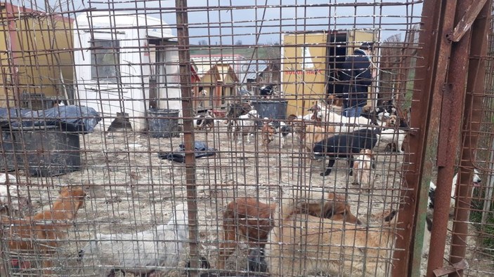 Uygunsuz koşullarda 250 köpeğin bulunduğu ruhsatsız barınak mühürlendi -4