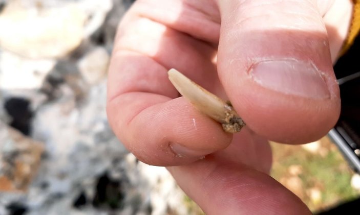 Adıyaman’da milyonlarca yıl öncesine ait balık dişleri bulundu -4