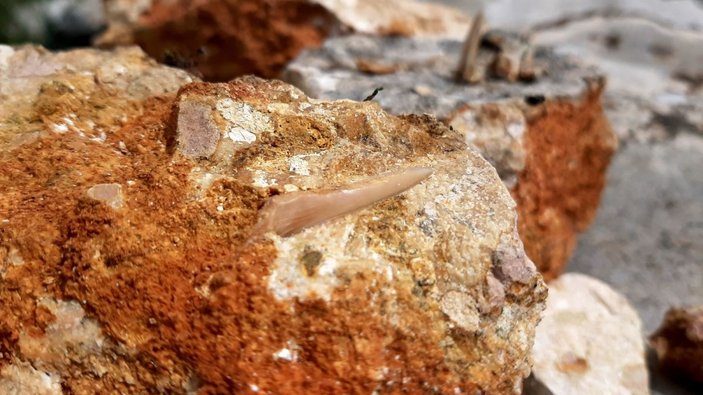 Adıyaman’da milyonlarca yıl öncesine ait balık dişleri bulundu -2