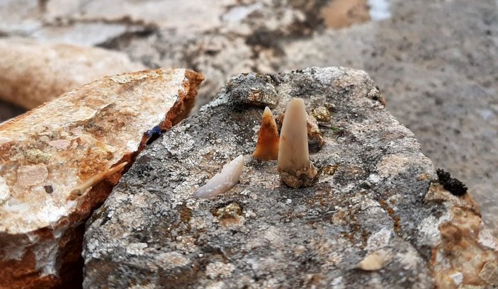 Adıyaman’da milyonlarca yıl öncesine ait balık dişleri bulundu -5