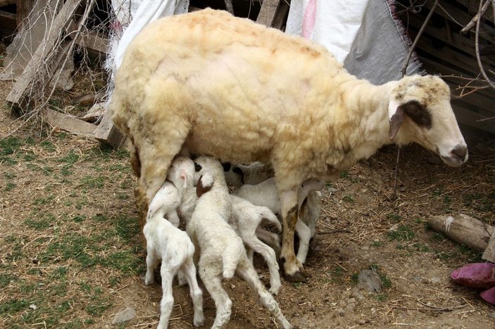 Fethiye'de koyun yediz doğurdu