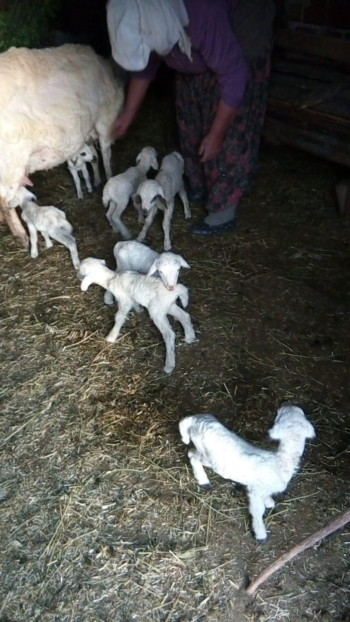 Fethiye'de koyun yediz doğurdu