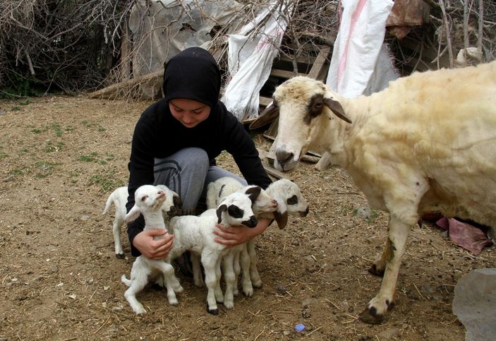 Fethiye'de koyun yediz doğurdu