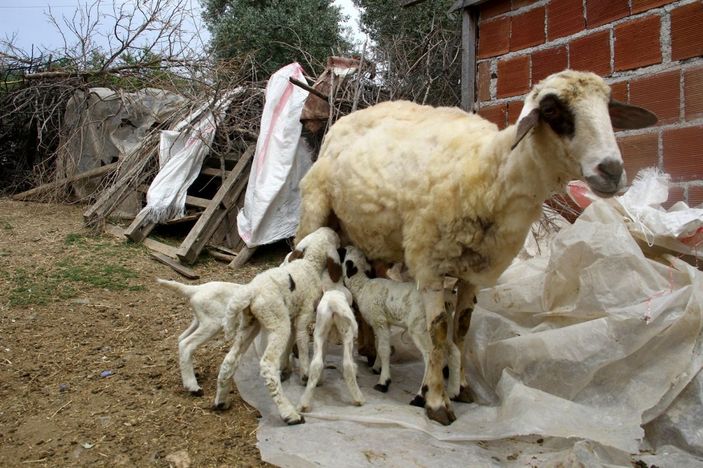 Fethiye'de koyun yediz doğurdu