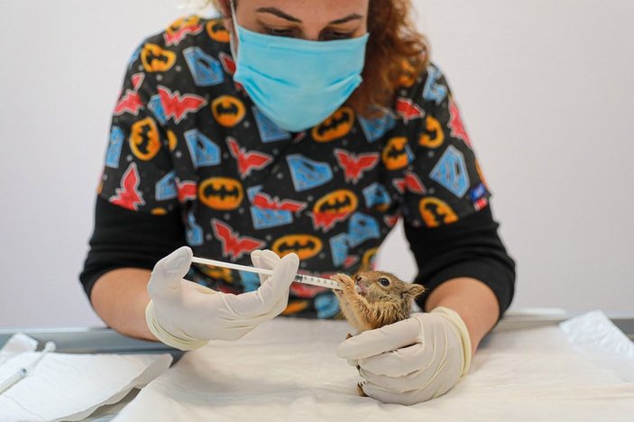 Denizli'de ölmek üzereyken bulunan yavru sincaplar hayata tutundu
