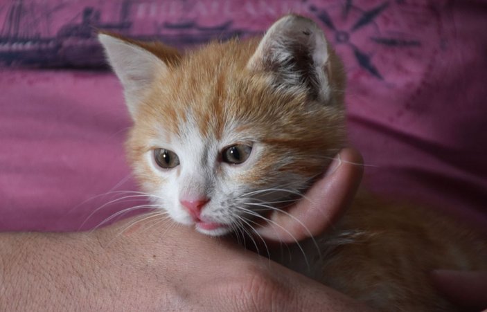Sivas'ta itfaiyeyi bezdiren yavru kediyi kurtarıp sahiplendi