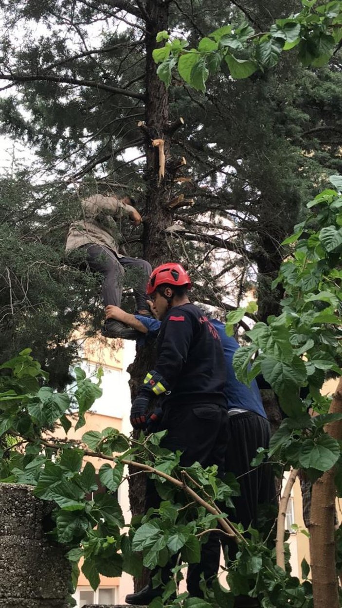 Budamak için çıktığı ağaçta fenalaştı, itfaiyeciler kurtardı -1