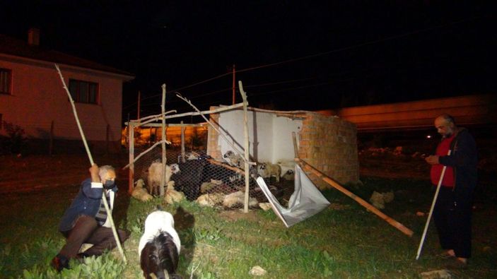 Başıboş köpekler, 12 koyunu telef etti -1