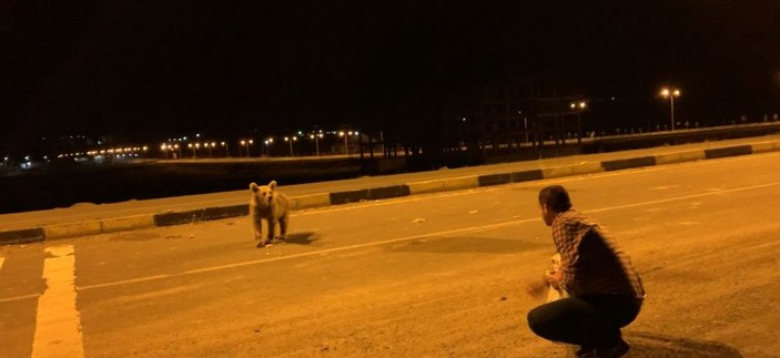 Yavru boz ayıları eliyle besledi -1