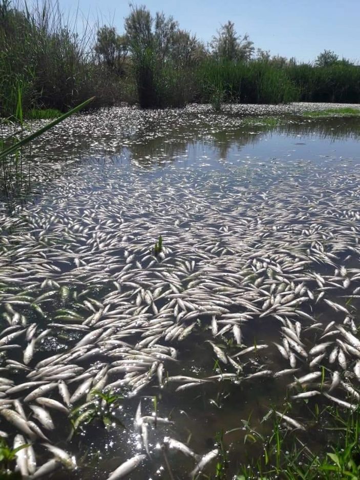 Dicle Nehri balık ölümü