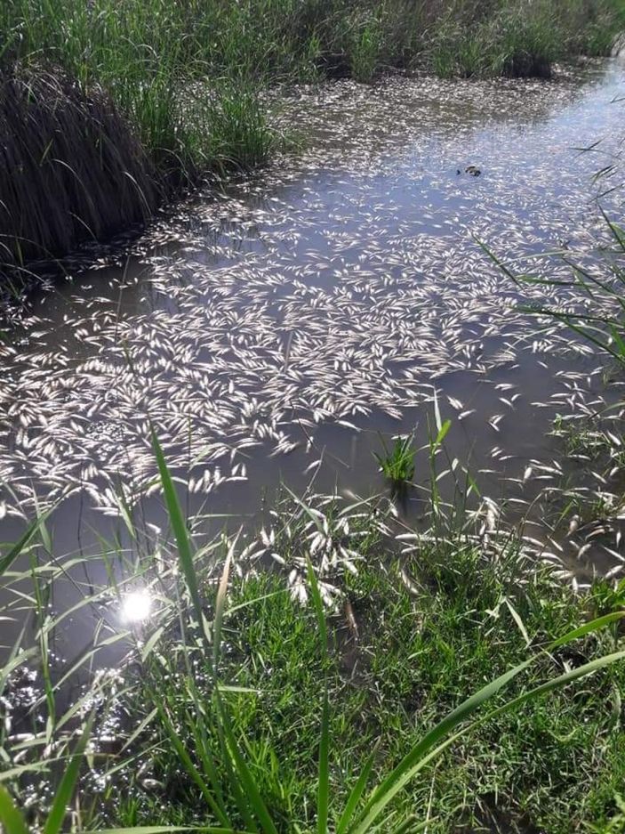 Dicle Nehri balık ölümü