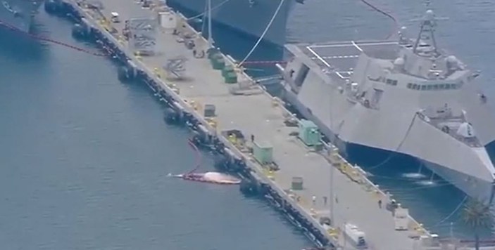Savaş gemisinin gövdesinden 2 ölü balina çıkartıldı -1