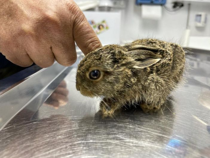 d Tarlada yaralı bulunan yavru tavşan tedaviye alındı -3