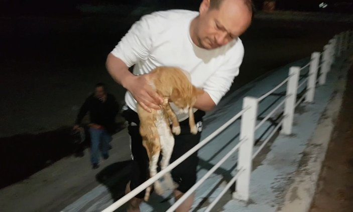 Gölette mahsur kalan kedi, kurtarıldı -1