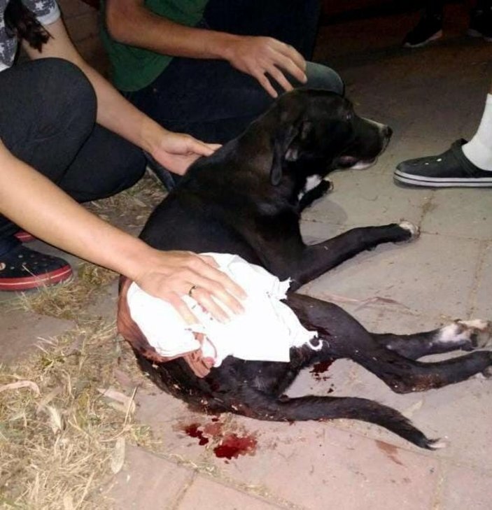 Magandaların vurduğu sokak köpeğine ameliyat -1