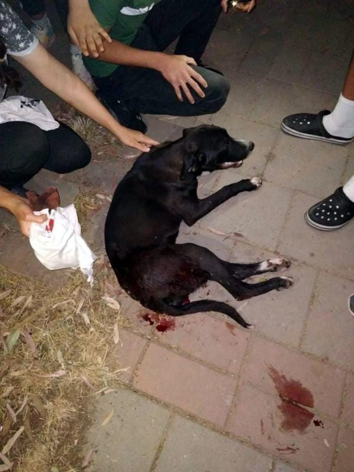 Magandaların vurduğu sokak köpeğine ameliyat -2